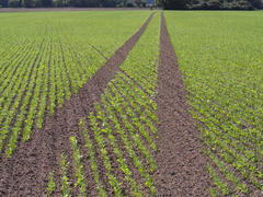 RMA_PALMARES_2026_SOMMET_DOR_Amazone.jpg